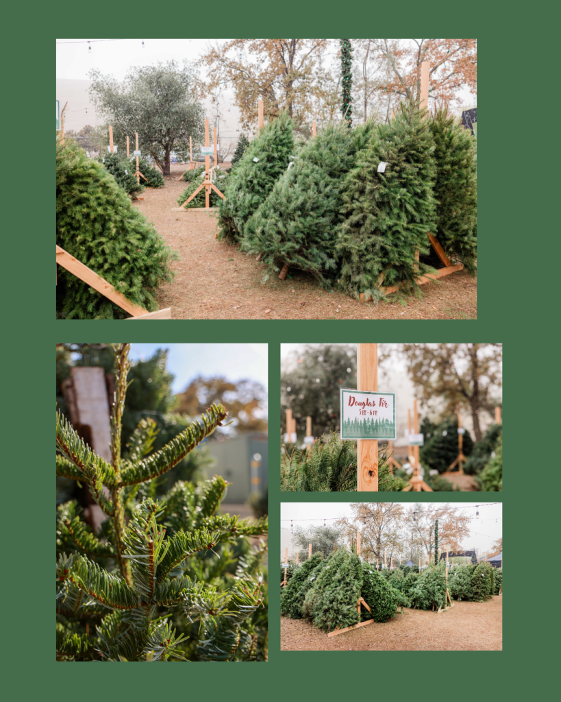 Various shots of Christmas trees